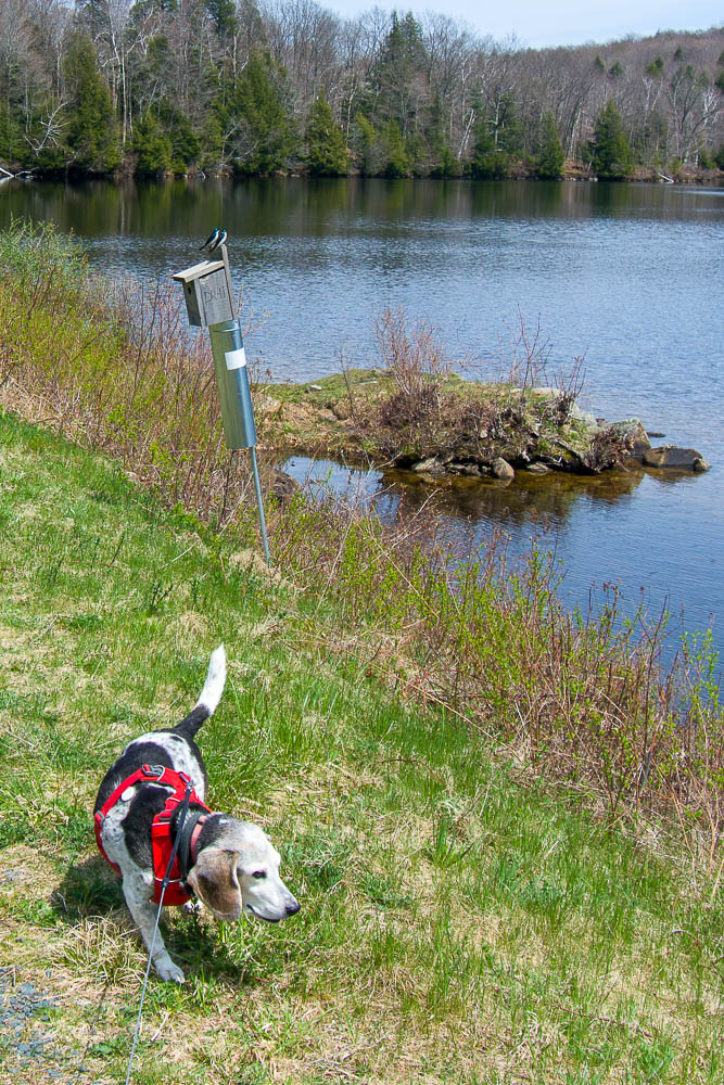 Dog happily trotting alongside a pond